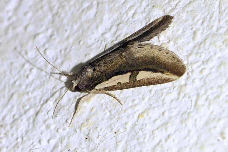 Euscirrhopterus poeyi