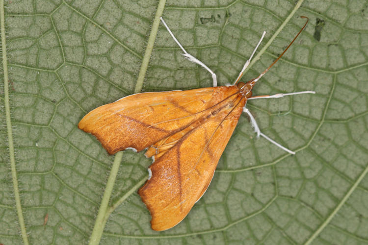 Sparagmia gonoptera