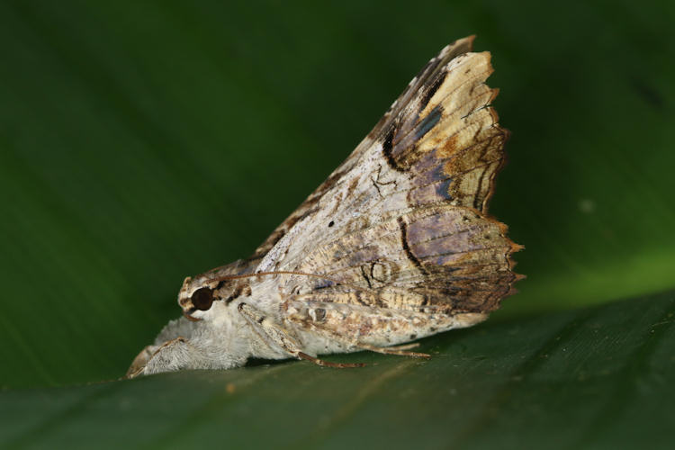 Cymosafia pallida