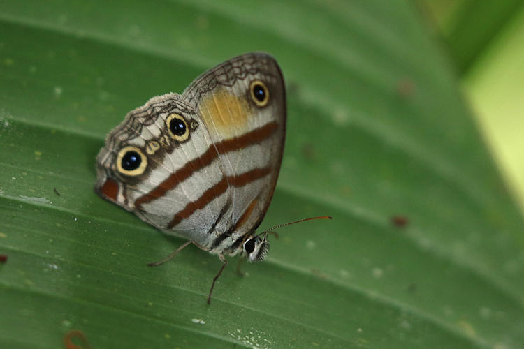 Poekilloptera sp.
