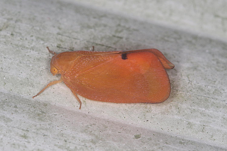 Poekilloptera sp.