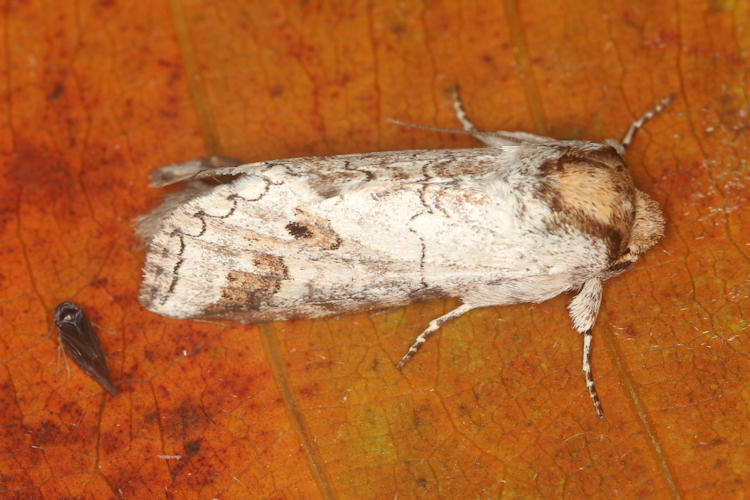 Sericochroa arecosa
