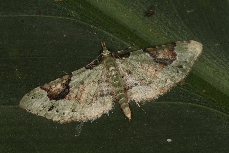 Eupithecia nemoralis