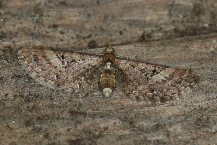 Eupithecia sp.04