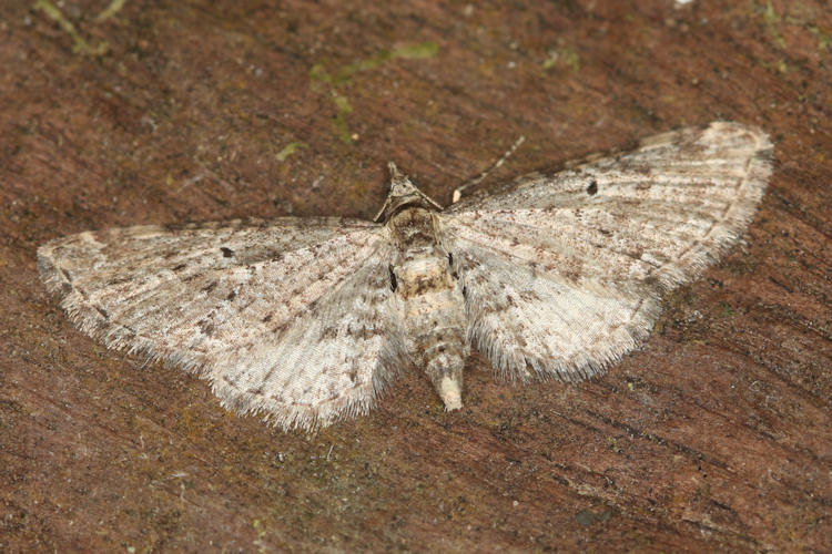 Eupithecia sp.01