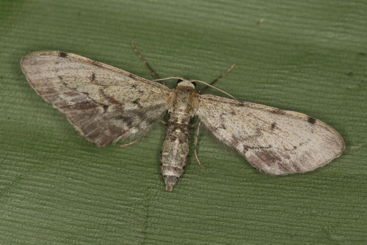 Eupithecia Janzen0493