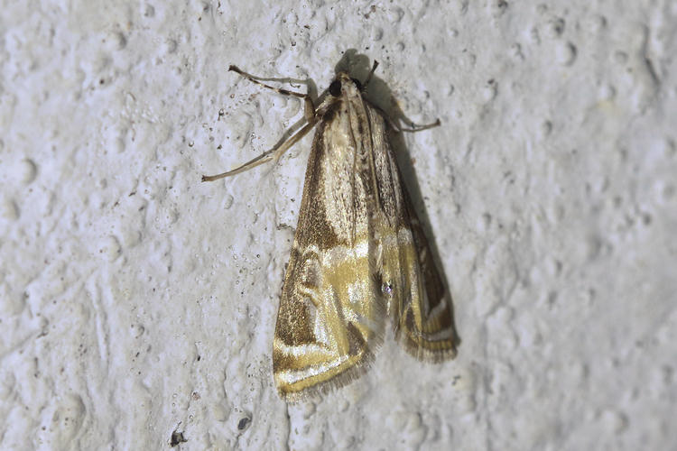 Petrophila sanramon