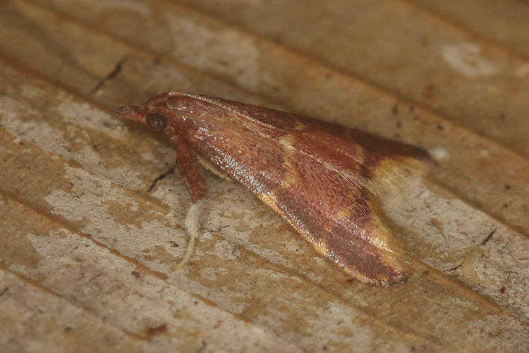 Pyralidae sp.06