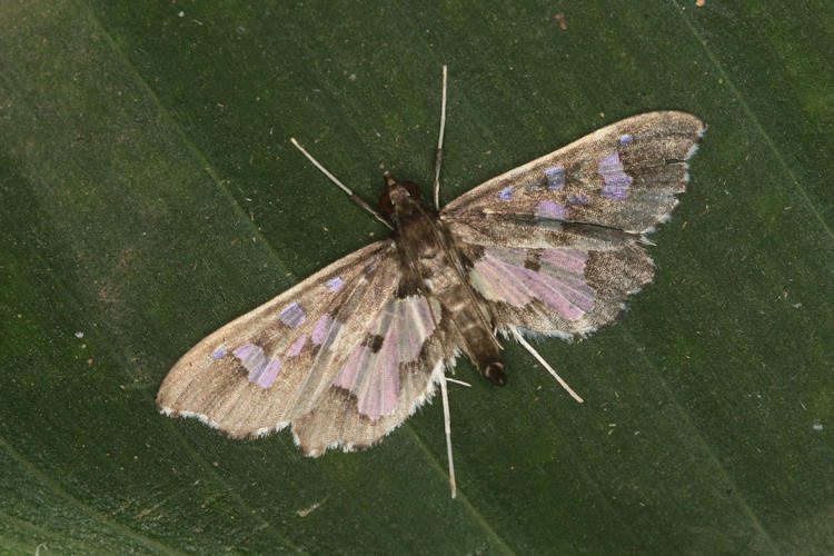 Zenamorpha discophoralis