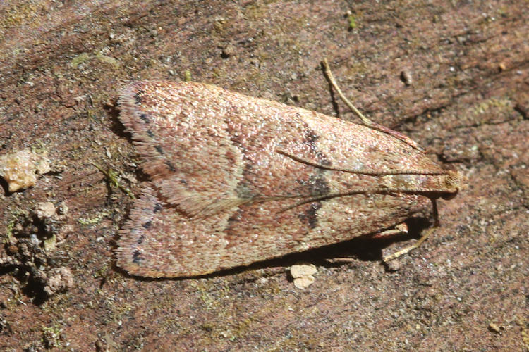 Blepharocerus ignitalis