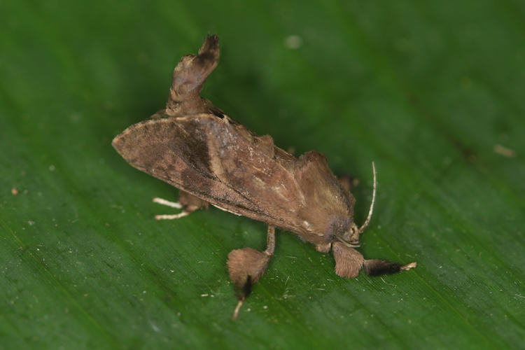 Cossidae sp.1