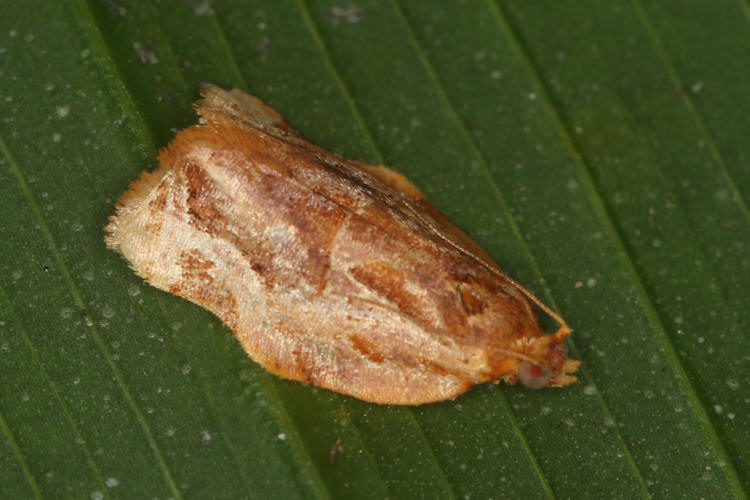 Argyrotaenia cupreographa