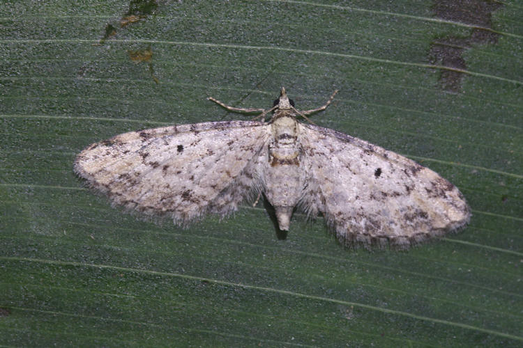 Eupithecia sp.19