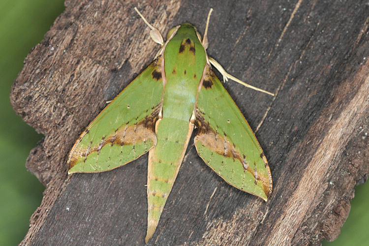 Xylophanes chiron
