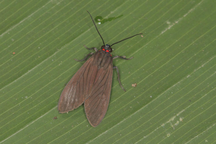 Episcepsis hypoleuca
