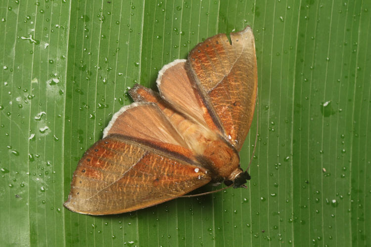 Strophocerus albonotatus