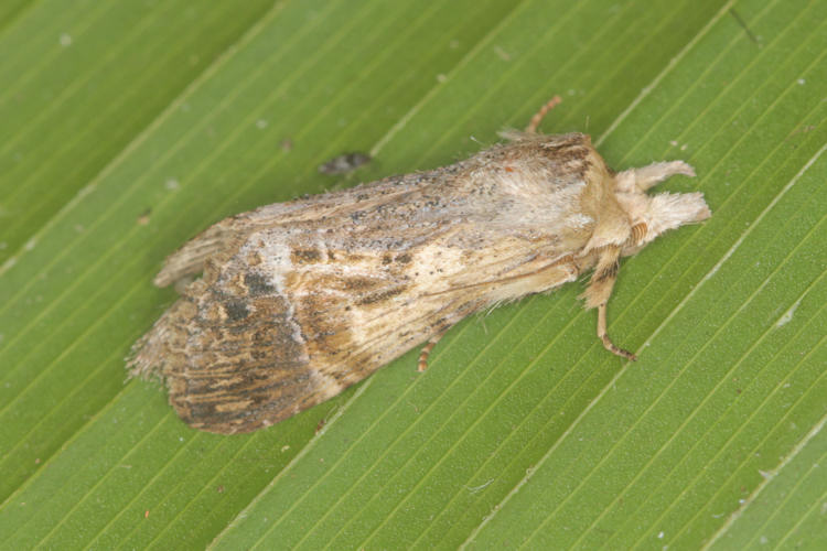 Xylodonta guarana