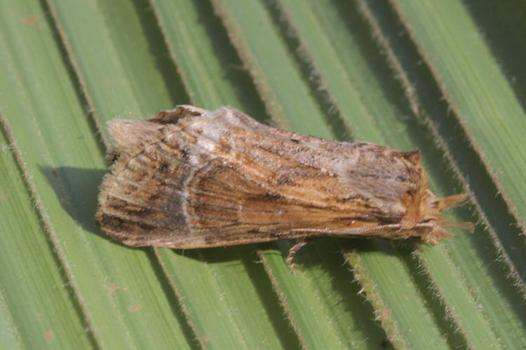 Xylodonta guarana