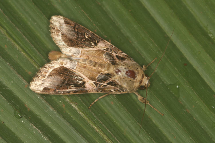 Spodoptera androgea