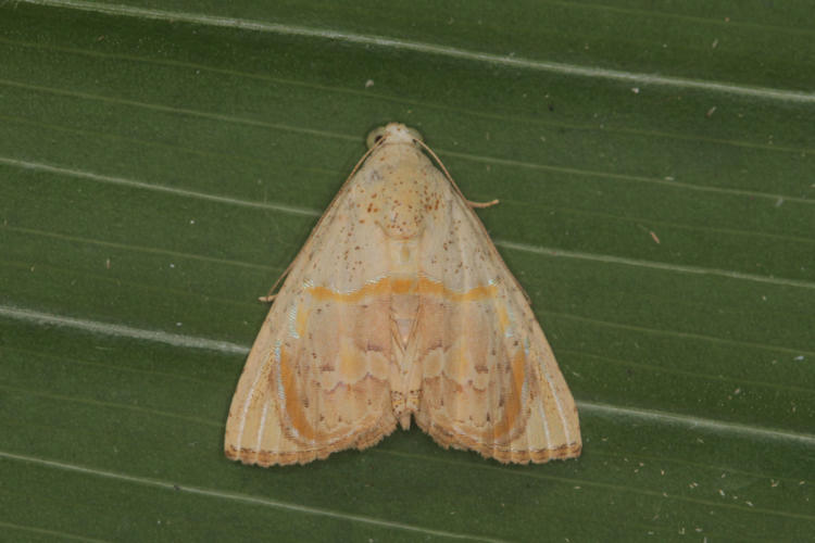 Eulepidotis bourgaulti