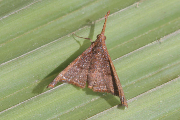 Mastigophorus evadnealis