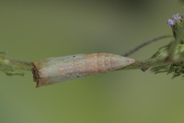 Cyclophora coecaria
