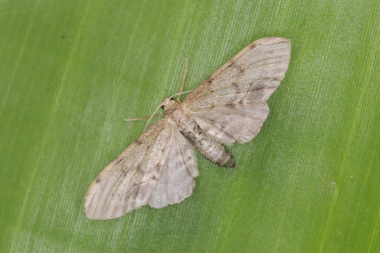 Eupithecia Janzen12