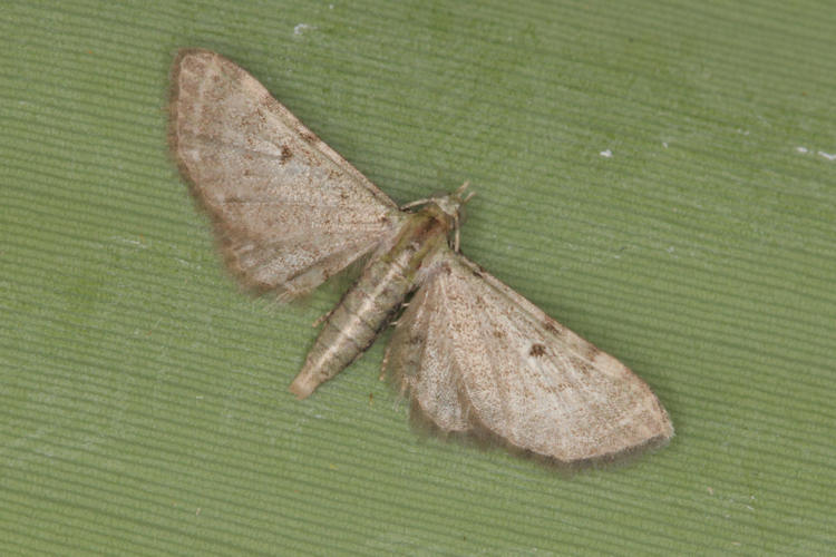 Eupithecia sp.22