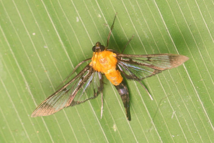 Trichaea pilicornis