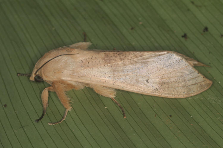 Myelobia smerintha