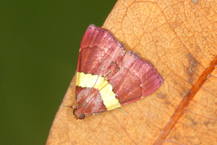 Lophopleura eurzonalis