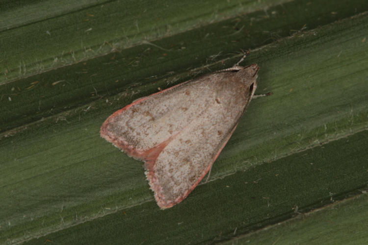 Pyralidae sp.11