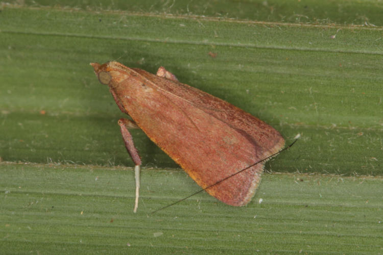 Pyralidae sp.12