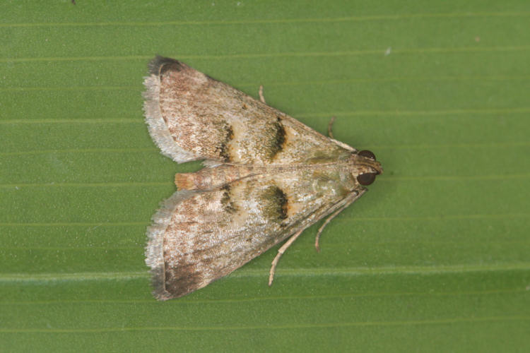 Pyralidae sp.08