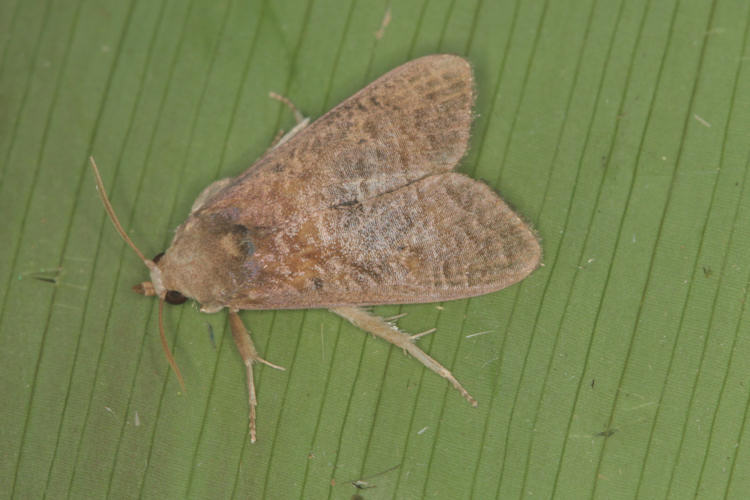 Pyralidae sp.01