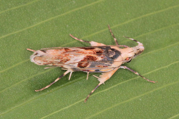 Cosmopterigidae sp.