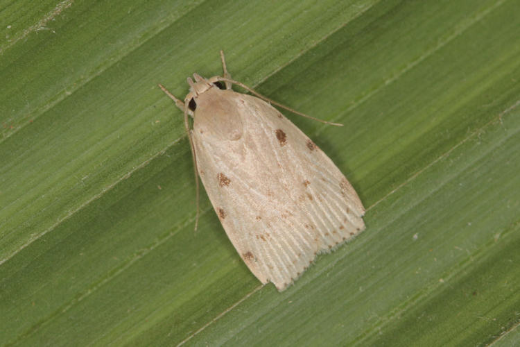 Oecophoridae sp.05