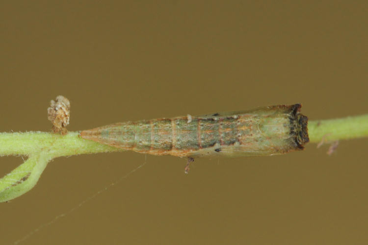 Cyclophora coecaria