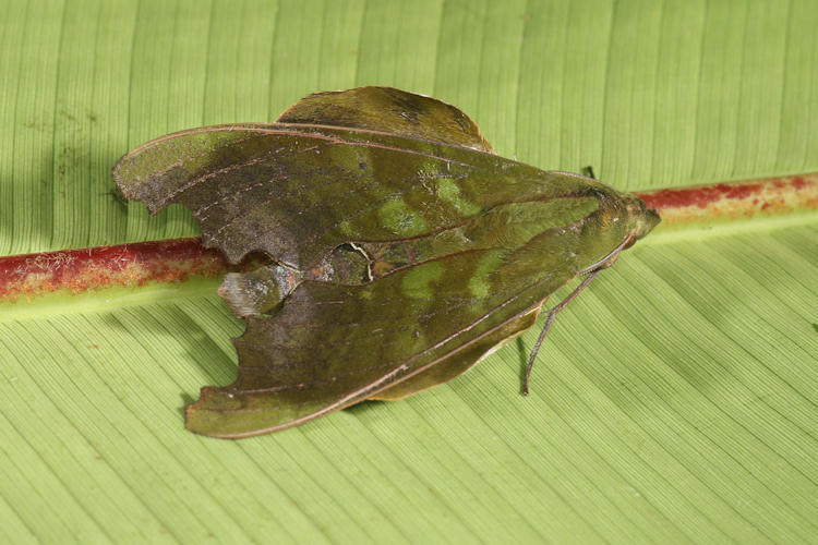 Stolidoptera tachasara