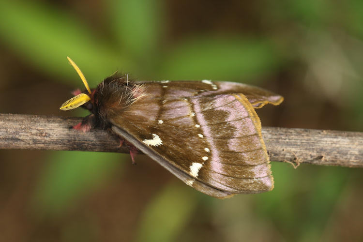 Paradirphia talamancaia