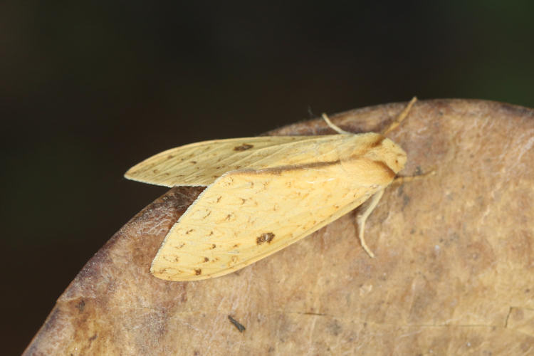 Lophocampa montana
