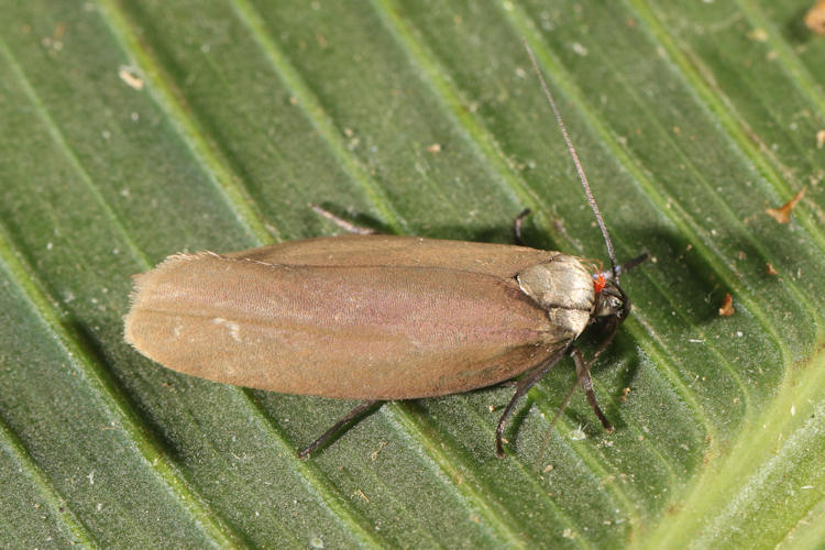 Gelechoidea sp.