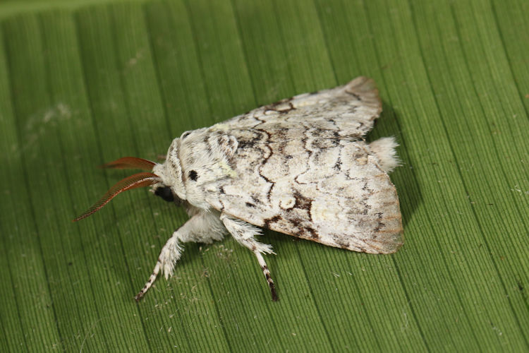 Charadra nigracreta