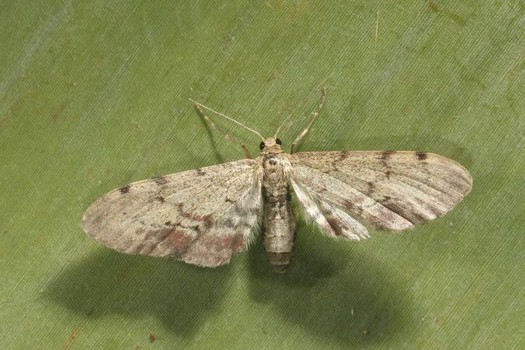 Eupithecia Janzen0493