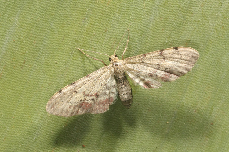 Eupithecia Janzen12