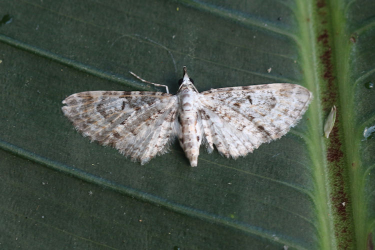 Eupithecia sp.14