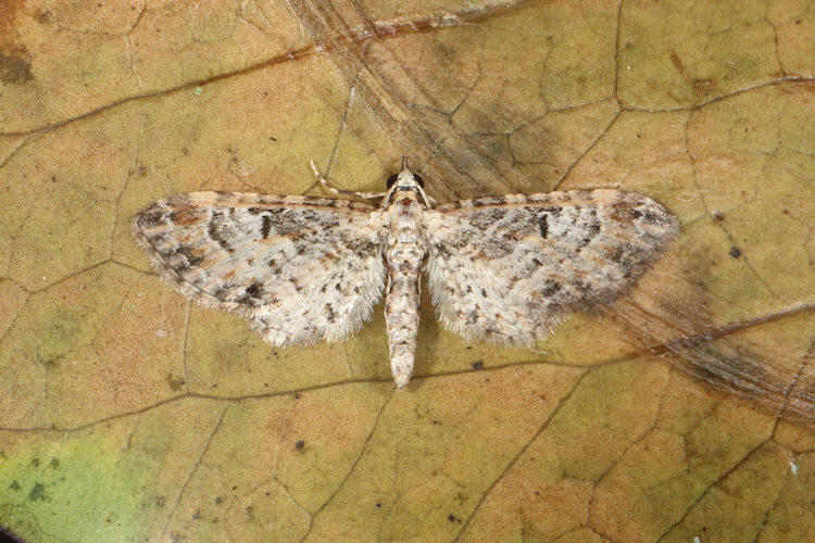 Eupithecia sp.14