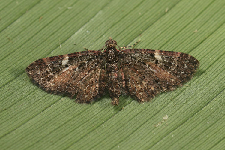 Eupithecia sp.02