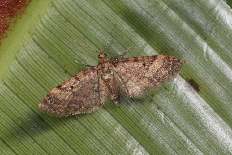 Eupithecia sp.04