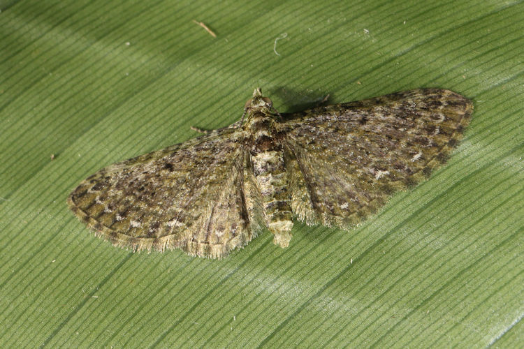 Eupithecia sp.18